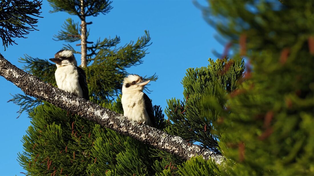 Kookaburras resting on a branch